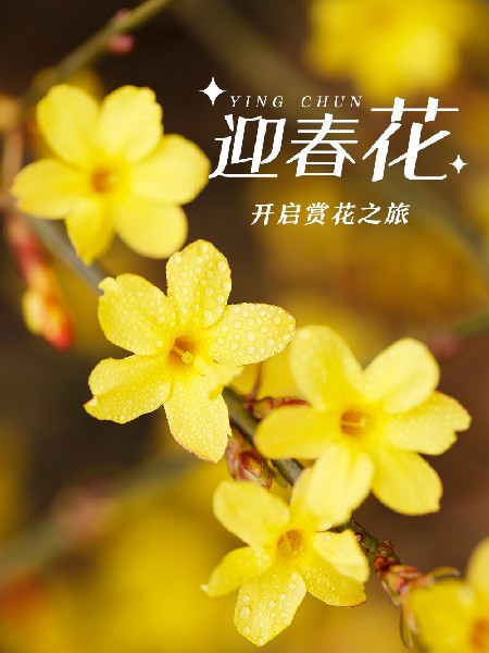 追花指南第二期！京城三月里最撩人的玉蘭觀賞地