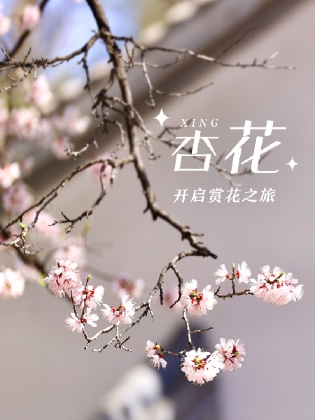 追花指南第六期！杏花雨 楊柳風(fēng) 北京最美的杏花在這里