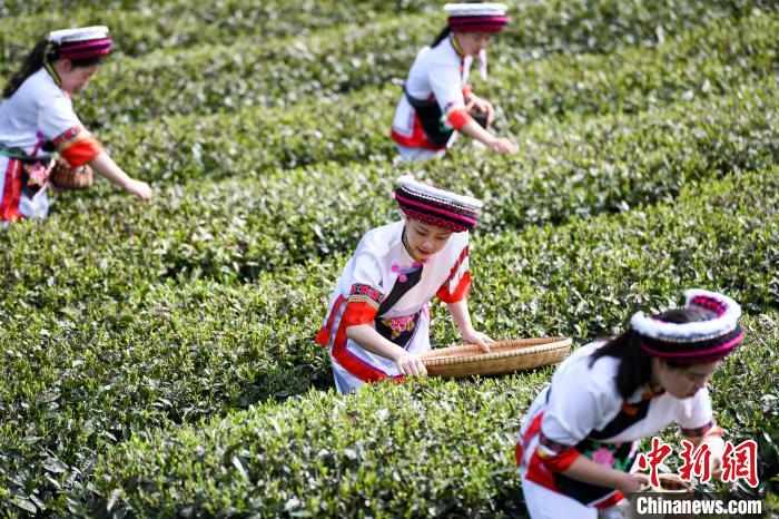 白族村民在茶園采摘?！钊A峰 攝