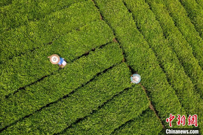 茶農正在采摘新鮮茶葉?！√普?攝