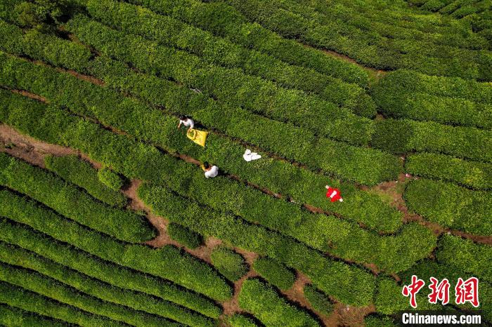 茶農正在采摘新鮮茶葉?！√普?攝