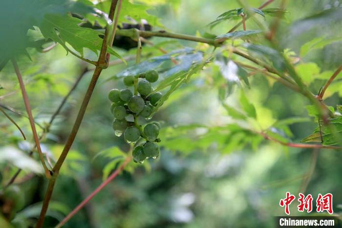 野生動物在北京：如何筑牢生物多樣性“保護網(wǎng)”？