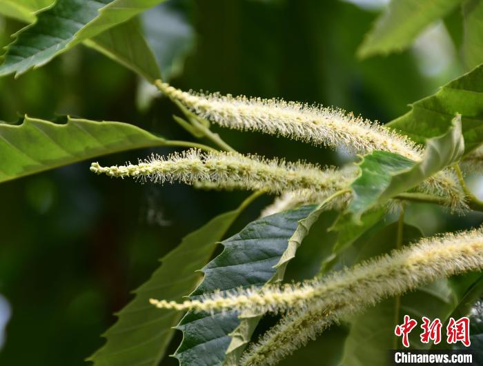 毛茸茸的栗花?！『略破?攝