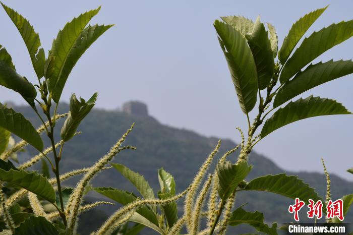 長城腳下，“栗”花盛開?！『略破?攝