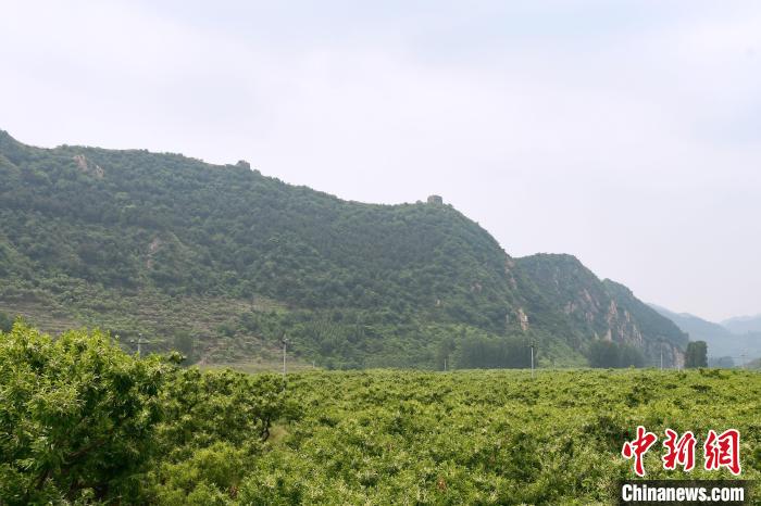長城腳下萬畝栗花綻放，散發(fā)出淡淡清香?！『略破?攝