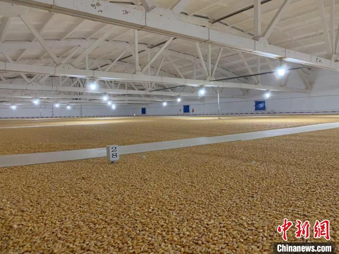 倉內(nèi)清涼干爽、遍地金黃，上千平方米的糧食盡收眼底?！⊥趸萘?攝