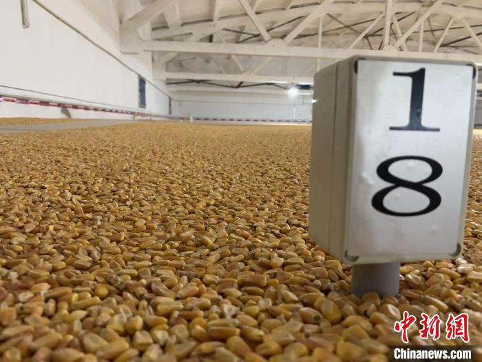數(shù)千噸的小麥、玉米如同一塊塊被“切平”的巨型蛋糕“鑲嵌”在地面上?！⊥趸萘?攝