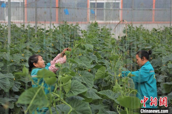 在一農企的蔬菜大棚內，拿山鎮(zhèn)溝邊村洲頭組村民羅梅華和工友給黃瓜人工授粉?！⒘?攝