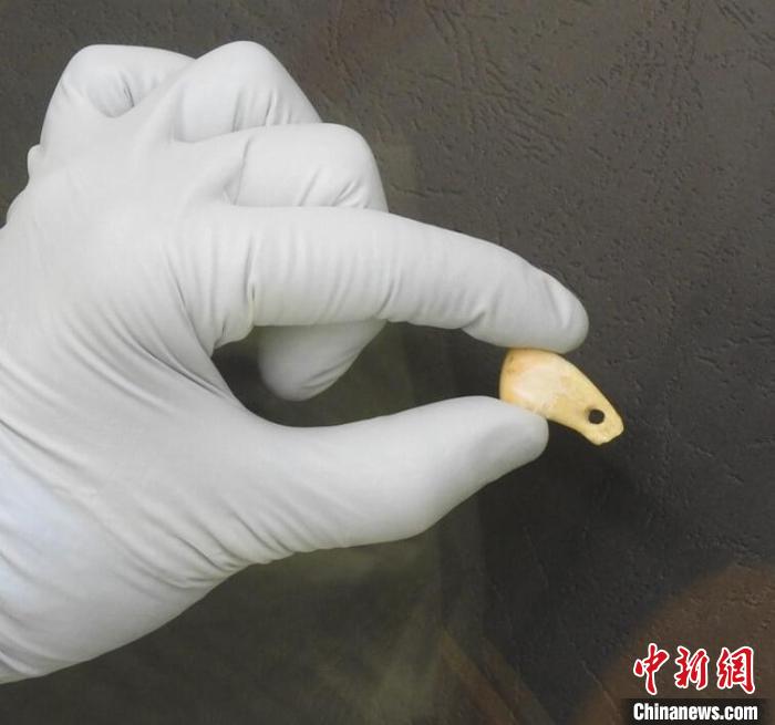 打孔鹿牙墜飾提取DNA后(圖片來自馬克斯·普朗克演化人類學(xué)研究所)?！∈┢樟指瘛ぷ匀?供圖