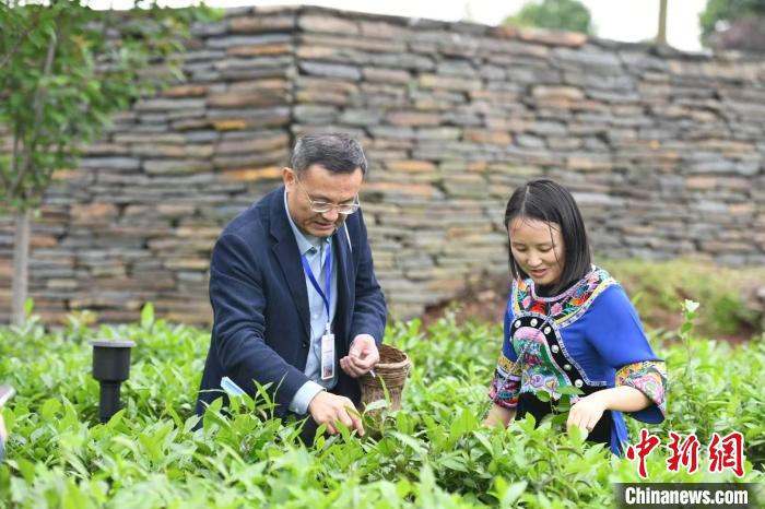 東盟國家媒體記者在辰龍關(guān)茶園采茶?！钊A峰 攝