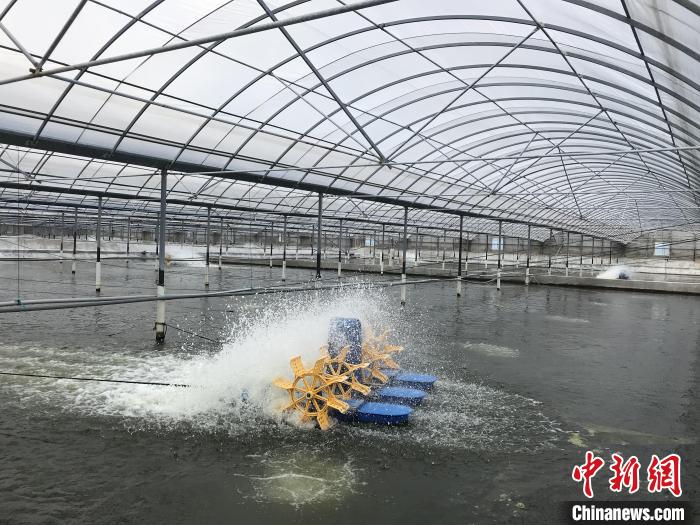 南美白對蝦養(yǎng)殖基地。　象山蝦蟹科技小院供圖