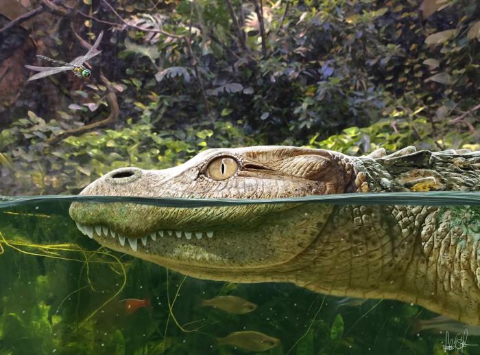 Alligator munensis藝術(shù)復(fù)原圖(圖片來自Márton Szabó)。　施普林格·自然 供圖