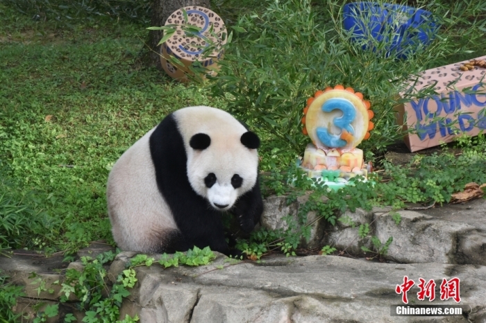 當(dāng)?shù)貢r間8月21日，旅美大熊貓幼崽“小奇跡”迎來3周歲生日。華盛頓國家動物園給“小奇跡”舉辦了“生日派對”，眾多游客前來給“小奇跡”慶生。<a target='_blank' href='/'><p  align=