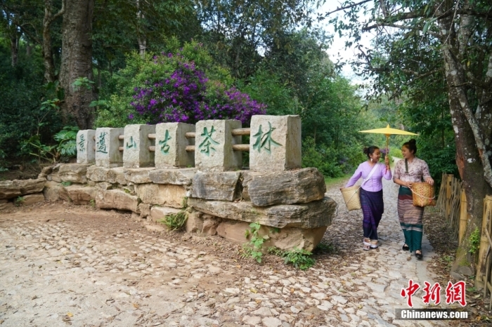 普洱景邁山古茶林文化景觀位于中國云南省普洱市瀾滄拉祜族自治縣惠民鎮(zhèn)。<a target='_blank' href='/' _fcksavedurl='/'><p  align=