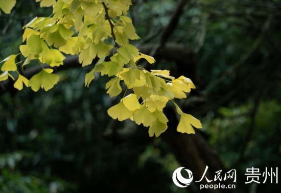 觀山湖公園秋意漸濃。人民網(wǎng) 陽茜攝