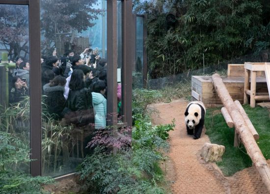 2月20日，韓國民眾在韓國愛寶樂園參觀大熊貓“福寶”。新華社記者姚琪琳攝