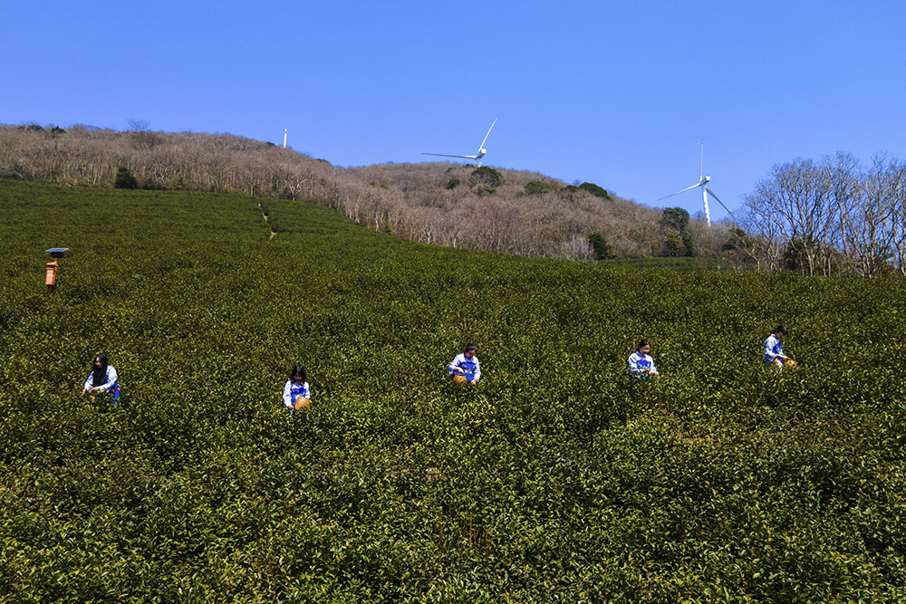 茶農們搶抓晴好天氣采摘春茶。楊云中攝