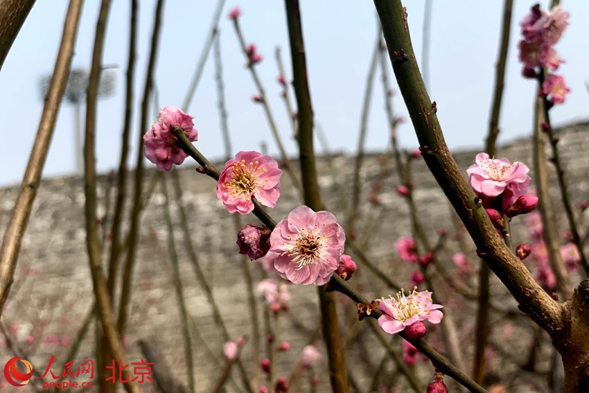 明城墻遺址公園梅花初綻。 人民網(wǎng) 池夢蕊攝