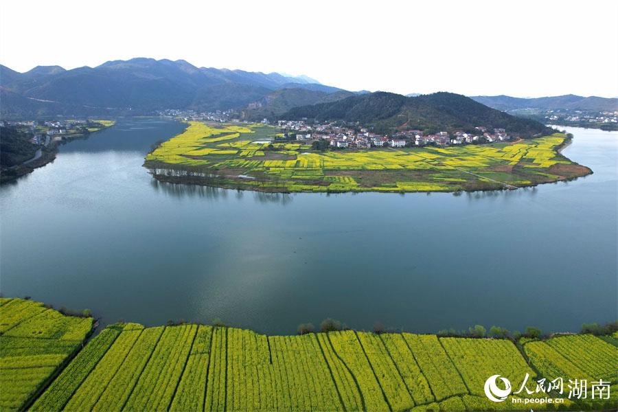 春江水暖，油菜花開。人民網(wǎng) 李芳森攝