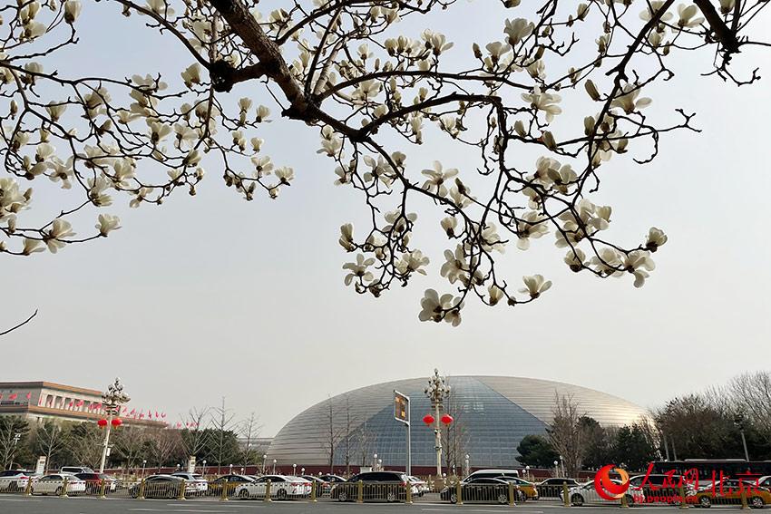 長安街畔玉蘭綻放。人民網(wǎng) 尹星云攝