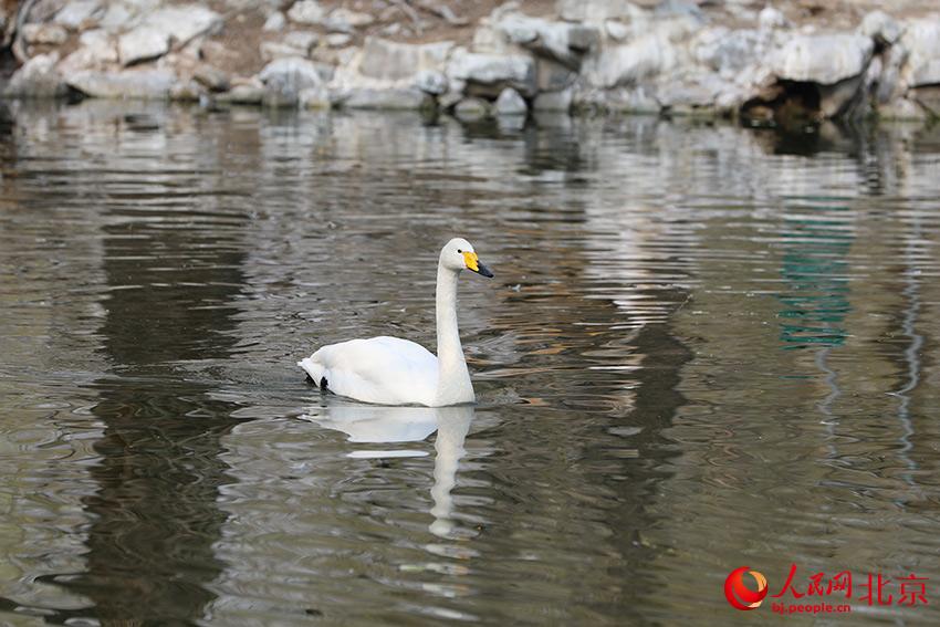 北京動(dòng)物園水禽湖上，水鳥游弋其中，傳遞春的消息。人民網(wǎng) 尹星云攝