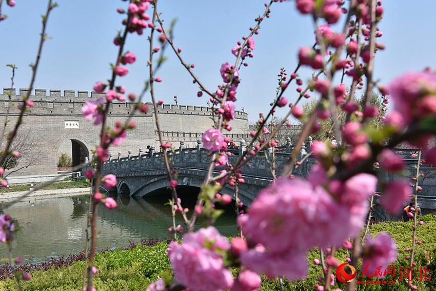 古城花開春意濃。 人民網(wǎng) 朱鵬濤攝