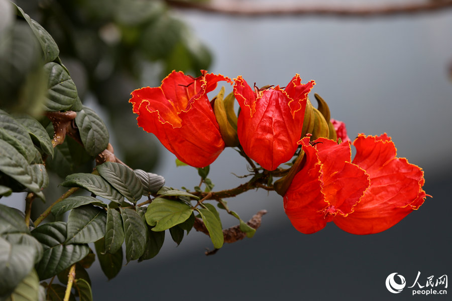 火焰木花朵呈紅色或橙紅色。人民網(wǎng) 陳博攝