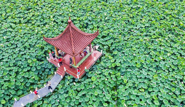圖為金湖萬(wàn)畝荷花蕩。陳義寶攝