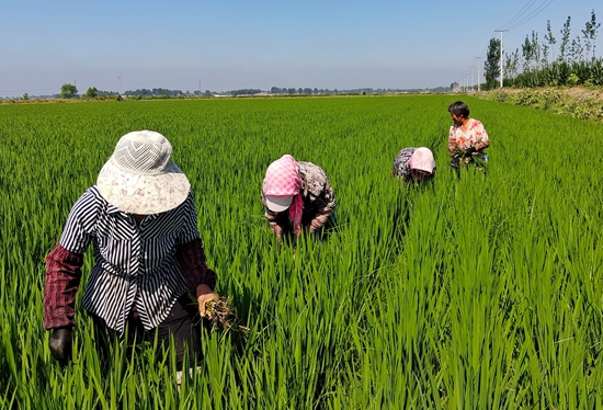 7月15日，農民在河北省玉田縣石臼窩鎮(zhèn)王家樓村稻田勞作。 張仁杰攝