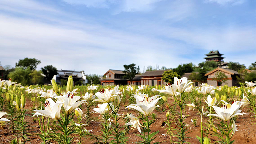 北京世園公園百合陸續(xù)盛放。（北京世園公園供圖）