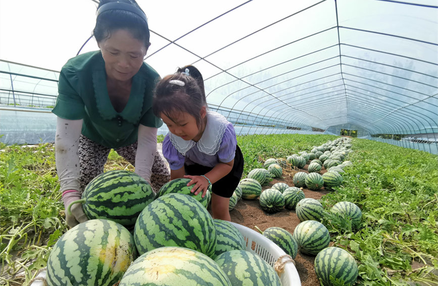 在北辰區(qū)雙街鎮(zhèn)的西瓜種植基地內(nèi)，種植農(nóng)戶們正忙著采收。陳立興攝