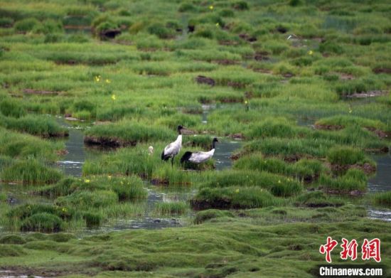 圖為祁連山國家公園青海片區(qū)內(nèi)的黑頸鶴?！∑钸B山國家公園青海省管理局供圖 攝