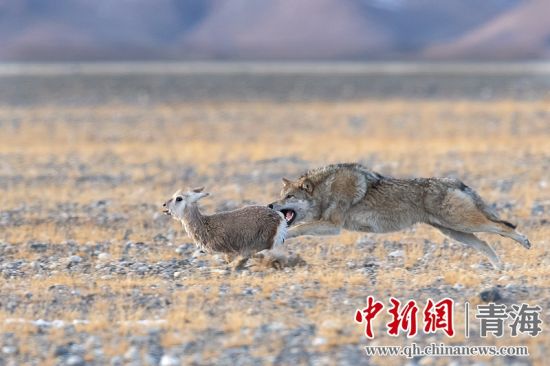 圖為獲獎(jiǎng)作品。同海元供圖