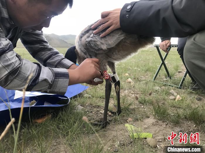 圖為研究人員為黑頸鶴佩戴GPS跟蹤設(shè)備。祁連山國(guó)家公園青海省管理局供圖