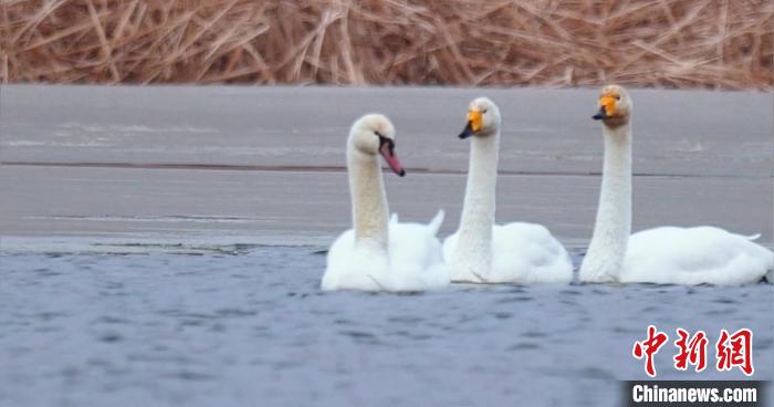 圖為疣鼻天鵝與大天鵝?！∏嗪夜珗@觀鳥協(xié)會供圖 攝