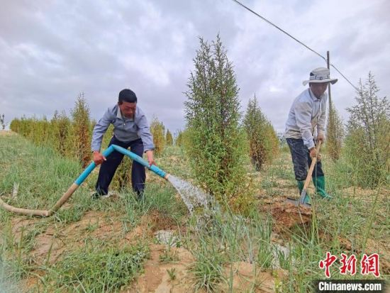 圖為扎西和村民給樹澆水?！∑钤鲚怼z