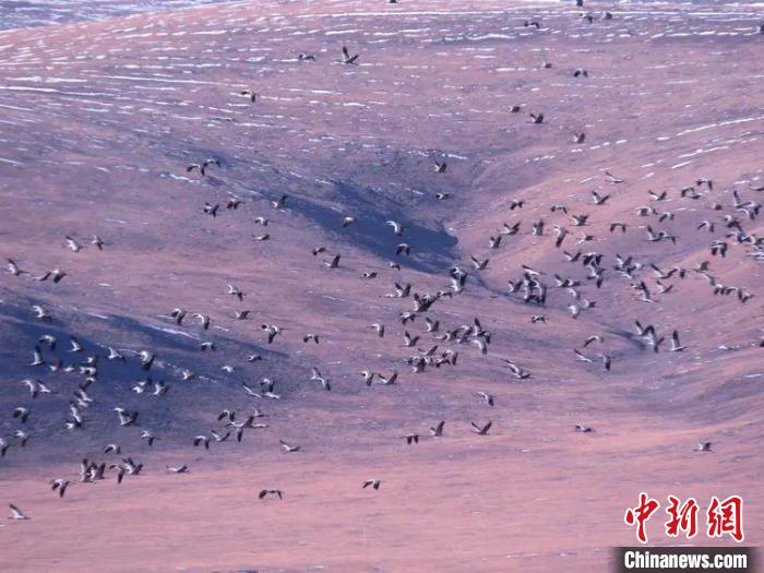 圖為黑頸鶴翔集于青海嘉塘草原上。　青海省玉樹藏族自治州稱多縣委宣傳部供圖