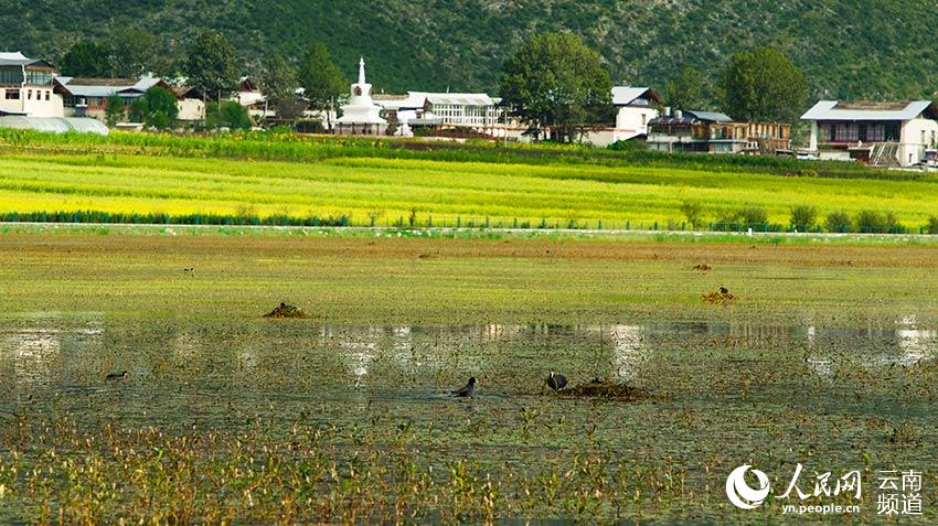 納帕海成為鳥類遷徙停留地。呂昊辰攝