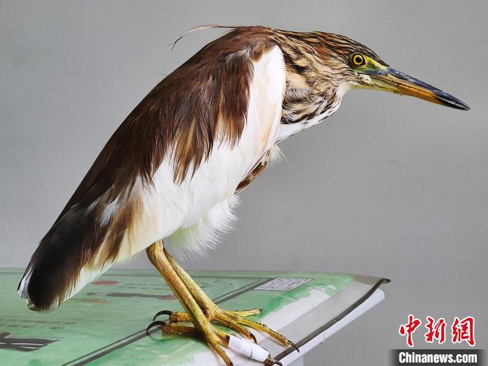 圖為被救助的國(guó)家一級(jí)重點(diǎn)保護(hù)動(dòng)物池鷺?！×鴿商?攝