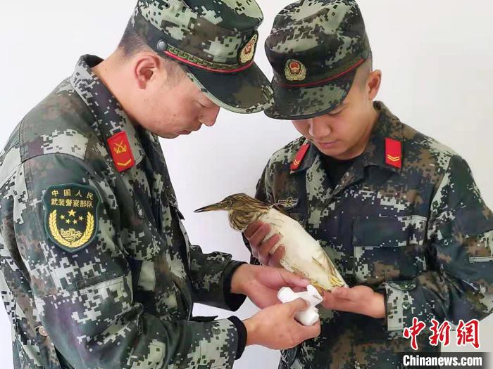 圖為武警官兵正在為國(guó)家一級(jí)重點(diǎn)保護(hù)動(dòng)物池鷺包扎?！×鴿商?攝