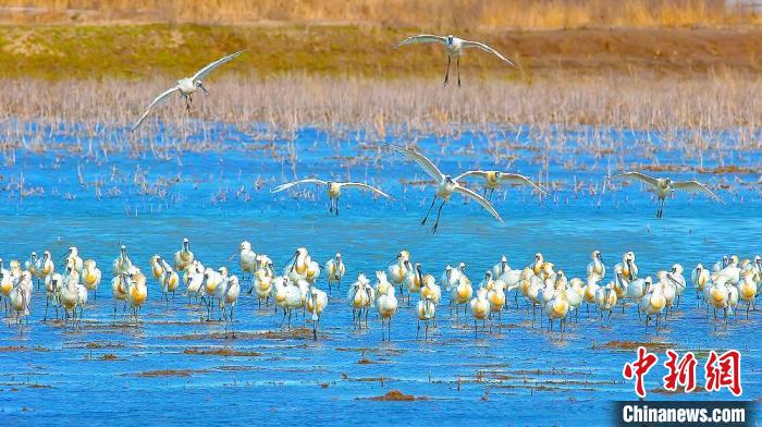 沿海濕地，鳥類天堂。　鹽城市委宣傳部供圖