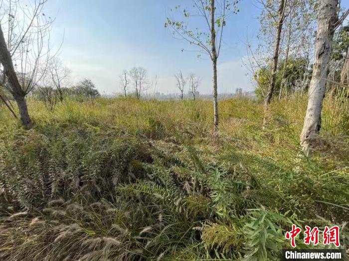 發(fā)現(xiàn)的加拿大一枝黃花。　楊波 攝