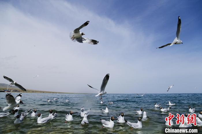 圖為水鳥(niǎo)在青海湖飛翔?！●R銘言 攝