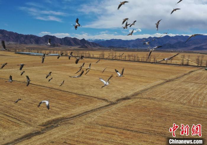 圖為黑頸鶴在拉薩市林周縣境內(nèi)飛翔?！∝暩聛?lái)松 攝