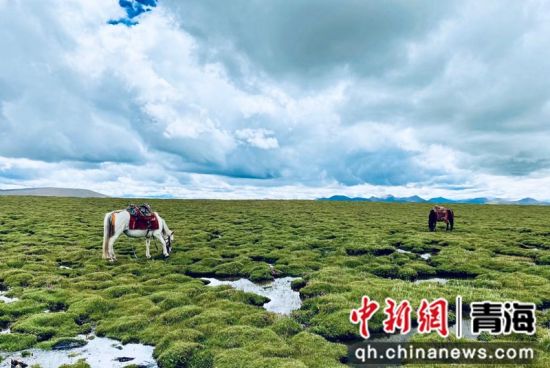 圖為長(zhǎng)江南源沼澤濕地。李江寧攝