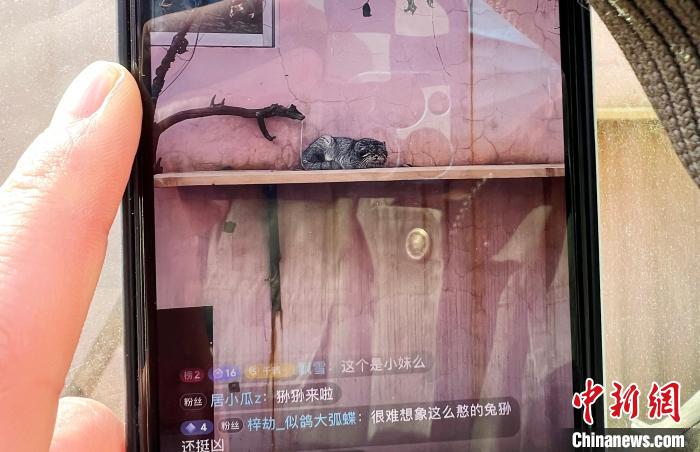 圖為雪豹“奶爸”史壽軍正在直播?！●R銘言 攝