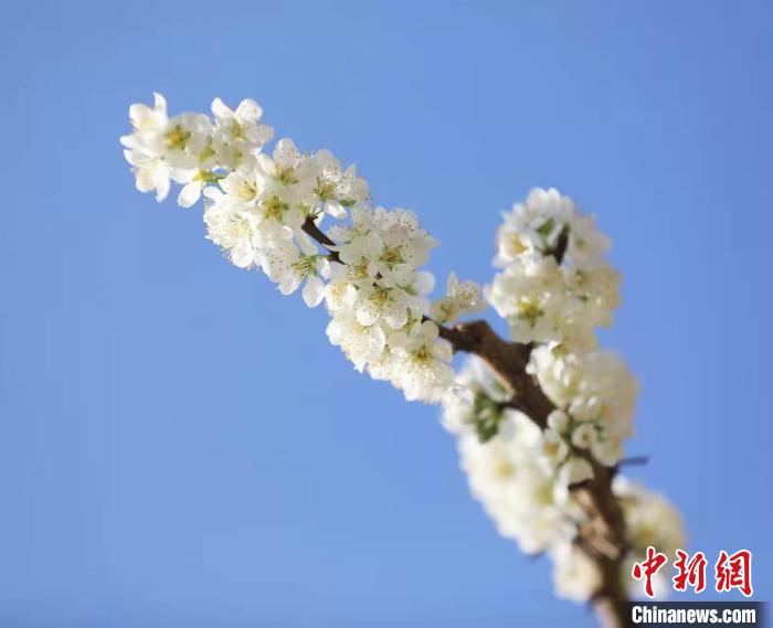 李花盛開(kāi)?！『吻搴?攝