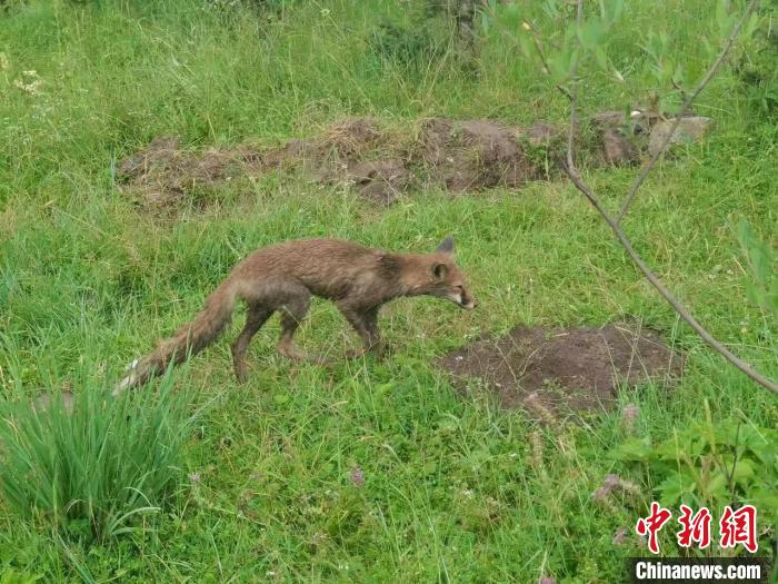 青?；ブ骄戎鷩叶?jí)保護(hù)野生動(dòng)物赤狐