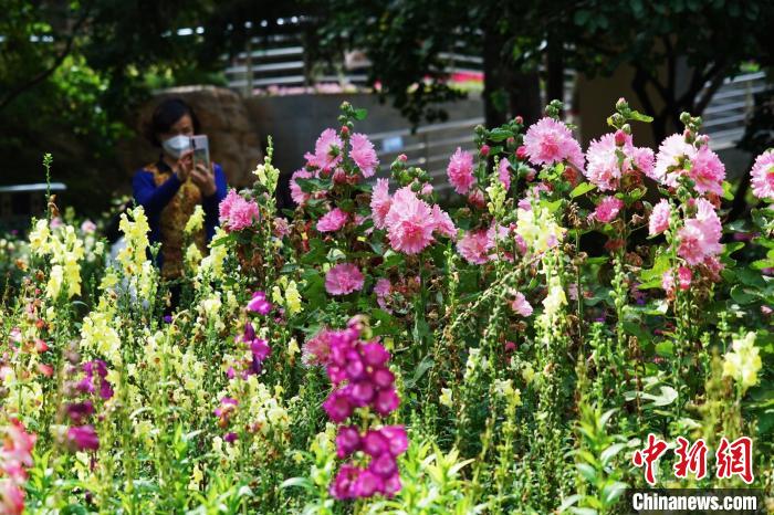 圖為市民在西寧園林植物園內(nèi)賞花拍照?！●R銘言 攝