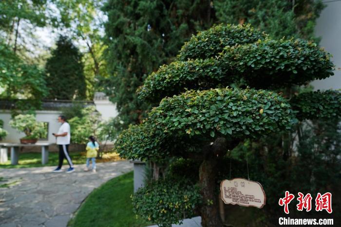圖為在西寧園林植物園內(nèi)，造型奇特的盆景吸引市民?！●R銘言 攝